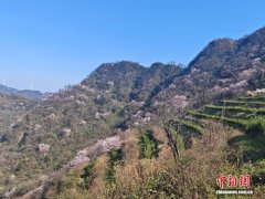 “灰山”变“花山”  湖南桃江“小花经济”赋能乡村振兴